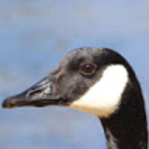 Meet your Posher, Callaway